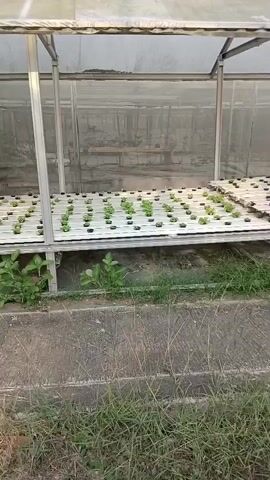 A medium shot shows a hydroponic garden inside a greenhouse. The greenhouse has a white translucent roof and clear plastic walls. Two rectangular hydroponic trays are visible, each filled with rows of small green plants. The trays are elevated on a metal frame. Green plants are also growing on the ground outside the greenhouse. The ground appears to be a mixture of concrete and dirt, with some dry grass and weeds. The lighting suggests it is daytime. There are no people visible in the video.