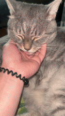 Dogs and cats enjoy quiet morning at Nizhny Tagil home
