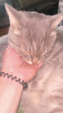 Dogs and cats enjoy quiet morning at Nizhny Tagil home