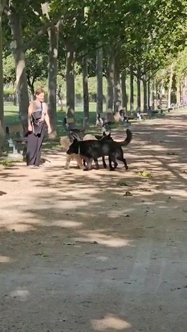 A woman in a dark dress with a white strap is standing to the left of a dirt path in a park, holding a leash attached to a black dog. To her right, a tan dog with curly fur is facing the black dog. Another black dog is partially obscured behind the first black dog. Further down the path, more dogs and people can be seen. The path is lined with trees casting shadows.