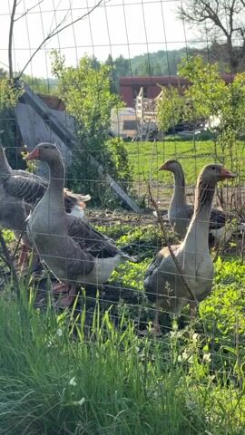 The video shows a group of gray geese standing behind a wire fence. There are at least five geese visible in the shot, some more obscured by the wire and vegetation than others. Tall green grass grows along the bottom of the fence. Behind the geese, there is a somewhat cluttered scene including what appears to be a pile of wood, bushes, and a glimpse of a red building in the background. The scene is outdoors and sunny.