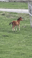Horses and foal graze in rural Russian field