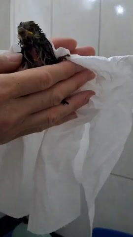 The video shows a pair of hands holding a small, wet bird wrapped in a white paper towel. The bird appears to be a juvenile, with fluffy down and a yellow beak. The hands are gently cupping the bird, supporting its body. The background consists of a tiled wall, suggesting an indoor setting, possibly a bathroom. The lighting is somewhat dim, with reflections visible on the tiles. The bird is facing the camera, its eyes open, and it seems to be alert. The person's fingers are visible, gently touching the bird's head.