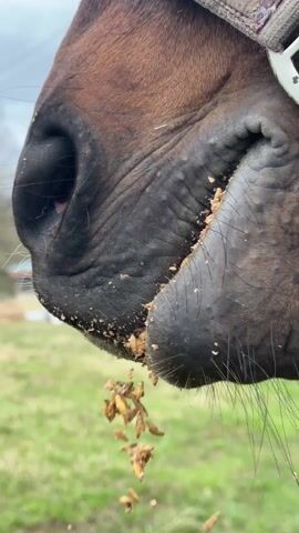 A close-up shot shows a brown horse eating. Its mouth is open, filled with grain that is spilling out. The horse has a black nose and pink gums.  Some grain is stuck to the horse's fur around its mouth. After the horse spits out some grain, the camera angle moves to the top of the head, which is covered in dark fur. The background is a green grassy area.