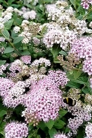 A close-up shot showcases a lush bush adorned with clusters of small, delicate pink and white flowers. The blooms are densely packed, creating a soft, frothy appearance against the backdrop of deep green foliage. Some of the flowers are in full bloom, while others appear to be in various stages of development or fading.

The camera movement is slow and steady, panning across the flowering bush. The lighting suggests it is daytime, with soft, natural light illuminating the scene. There are no visible people or man-made objects, emphasizing the natural beauty of the flora.

A notable detail is the presence of a bee, its fuzzy body visible as it flits amongst the blossoms, likely engaged in pollination. This adds a touch of life and activity to the otherwise still natural setting. The overall impression is one of tranquility and the gentle hum of nature. There is no visible text in the media. The context provided indicates the location as Oseyevo, Russia.
