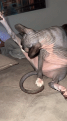Sphynx cat lounging and grooming on a couch in Netanya