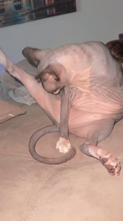 Sphynx cat lounging and grooming on a couch in Netanya