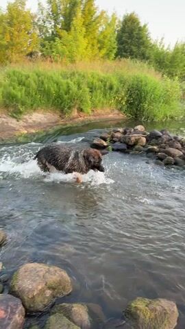 A dog is walking through a shallow stream with a rock dam in the background. The dog is wet and splashing water as it moves. The stream is surrounded by trees and tall grass. The sky is overcast, suggesting it might be early morning or late evening.