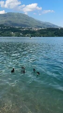 This media file captures a serene daytime scene at Calceranica al Lago, Italy. The foreground features a clear, turquoise lake with gentle ripples, its stony shore visible on the left. Several coots swim gracefully in the shallow water, their dark bodies contrasting with the vibrant water. In the mid-ground, a windsurfer navigates the lake, their green sail a solitary figure against the vast expanse of water.

The background is dominated by a lush, green mountainside dotted with houses and trees, suggesting a small town or village nestled into the slopes. The sky above is a bright blue, punctuated by a few fluffy white clouds, indicating pleasant, sunny weather. The overall atmosphere is tranquil and idyllic, conveying a sense of peace and outdoor recreation. The sunlight suggests it is likely late morning or early afternoon. No text is visible in the media file.
