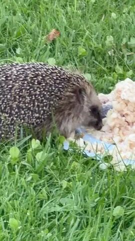 A close-up shot captures a hedgehog foraging in lush green grass. The hedgehog is positioned on the left side of the frame, facing a blue plate filled with a light-colored, mushy substance. Its snout is buried in the food, suggesting it is actively eating. The background consists of densely packed green grass with a few scattered brown leaves. The lighting is natural and appears to be daylight.