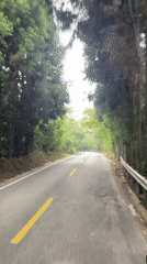 Vehicle travels tree-lined road in Jundiping, China