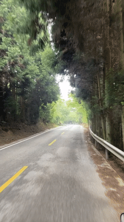 Vehicle travels tree-lined road in Jundiping, China