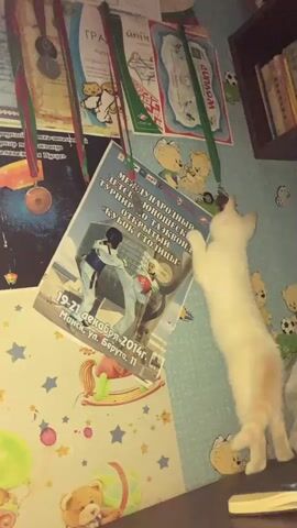 A white cat is standing on its hind legs, reaching up to bat at a poster that is hanging on a wall. The poster is for a children's taekwondo tournament and has images of children in uniform. The wall is decorated with various children's drawings and medals. There are also some books on a shelf in the background. The video is filmed from a slightly low angle, and the lighting is dim.