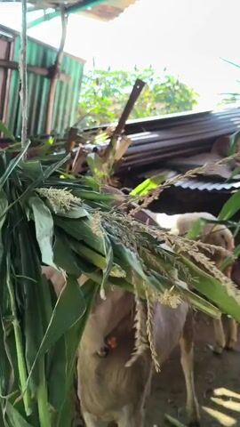 A goat is eating corn stalks. The goat is light brown and white. It is in a pen with a dirt floor. There are other goats in the background. The pen has a corrugated metal roof.