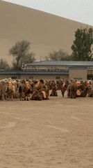 Saddled camels gather in Dunhuang desert formation