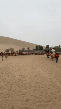 Saddled camels gather in Dunhuang desert formation