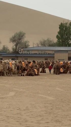Saddled camels gather in Dunhuang desert formation