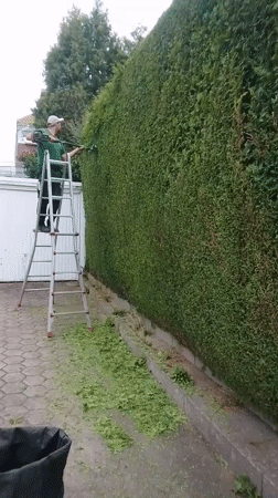Hedge trimming in progress on a Wedel street
