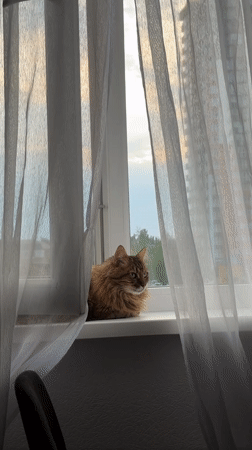 Cats on windowsills, Kyiv apartment, late summer afternoon