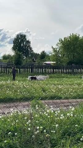 The video shows a person standing in a field of dandelions, near a dark wooden fence, overseeing a group of white goats grazing in the field. The goats are spread out, some standing and eating while others are lying down. The person holds a long stick, presumably used for herding. The field is green and lush, with dandelions scattered throughout. In the background, there are trees and a few small buildings. A metal fence separates the camera from the field. The sky is overcast with some white clouds.