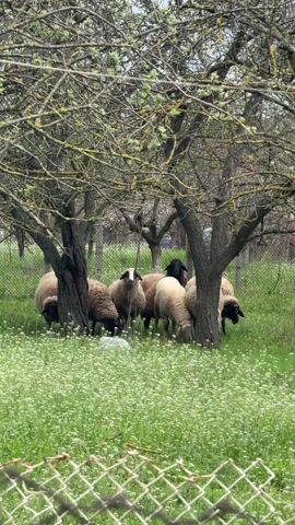The video shows a group of sheep grazing under trees in a grassy area dotted with small white flowers. The sheep are of varying colors, including brown, black, and white. The trees are mostly bare, with some budding leaves, and a metal fence surrounds the area.  A person speaks briefly, out of frame, at the beginning of the video.