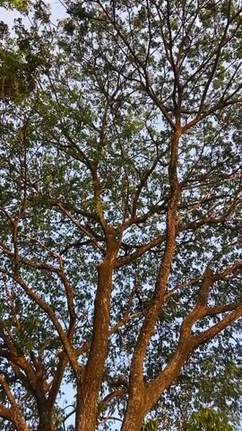 The video shows a low-angle view of a large tree with many branches and green leaves against a clear sky. The sun is shining, casting warm light on the tree's trunk and branches. The camera is moving slightly, giving a sense of looking up through the foliage. A blurry pink object, possibly a finger, is visible in the lower right corner of the frame, obscuring a small part of the view. The overall impression is a peaceful, outdoor scene.