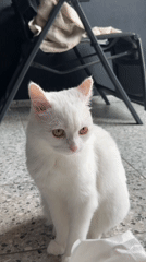 White cat explored from every angle on a tiled outdoor space