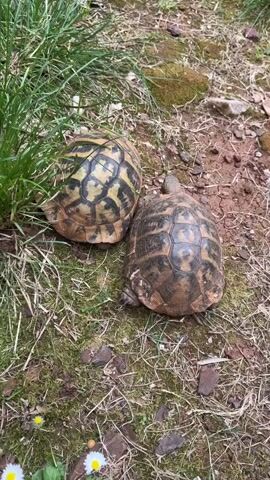 The camera shows a close-up of two tortoises side by side on the ground. The ground is covered in dry grass, moss, and patches of bare soil with cracks. A tuft of green grass is located to the left of the tortoises. One tortoise has a shell with more yellow coloring than the other, while the other tortoise has a shell with darker, browner colors. They appear stationary.