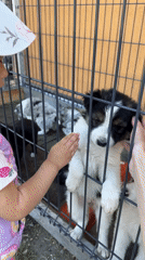 Family moments with child and puppies documented in Wisła