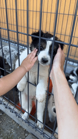 Family moments with child and puppies documented in Wisła