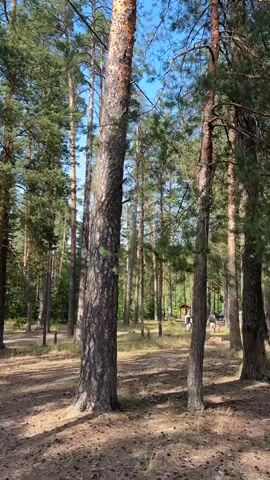 The video shows a wooded area with tall pine trees. The ground is covered in pine needles and sand. Sunlight filters through the trees, creating dappled light on the forest floor. In the distance, there are some structures that appear to be picnic tables and play equipment, suggesting a recreational area within the forest. The video pans slightly, revealing a path winding through the trees and a few scattered people in the distance. The overall atmosphere is peaceful and natural.
