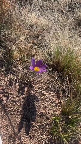 The video shows a single purple flower with a yellow center, surrounded by brown, dry grass and small green clumps of grass on a gravelly patch of ground. The lighting suggests it's a sunny day, casting a shadow near the bottom of the frame. The camera angle is slightly above, looking down at the flower. There is no apparent movement.