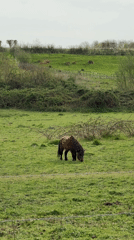 Quiet afternoon moments captured around Maidstone countryside and waterways