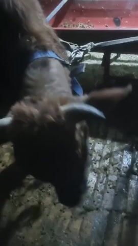 The video shows a brown calf in a muddy stall. The calf has small horns and is wearing a blue collar. The stall has a concrete floor covered in mud. A person's hand appears and strokes the calf's face. There is a red trough visible in the background.