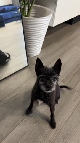 The video shows a small black dog with grey around its muzzle, sitting on a wooden floor. The dog is looking directly at the camera with its tongue slightly out. In the background, a large white planter with a plant, a portion of a white cabinet, and a mirror reflecting a blue couch and a piece of furniture can be seen. The setting appears to be indoors, possibly a living room or hallway, with natural light suggesting daytime. The dog's posture and expression convey curiosity or playfulness. The dog then stands on its hind legs, raising its front paws in a playful gesture. It then returns to a sitting position, looking up at the camera expectantly. Finally, the dog turns and walks away, its tail wagging. There is no visible text in the media file. The location context is "Перхушково, Russia."