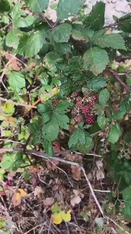 A close-up shot shows a blackberry bush with clusters of red and green berries. The leaves are dark green and some appear to be damaged. The ground beneath the bush is covered with dry leaves and twigs. In the background, a rough, textured surface, possibly tree bark or a rock face, is visible. The lighting is natural, suggesting an outdoor setting.