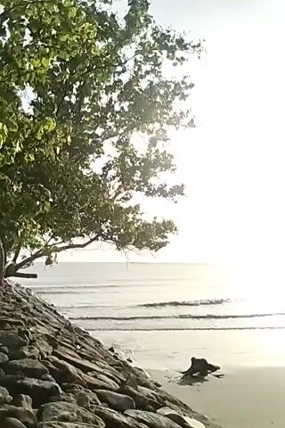 A low-angle, vertical shot shows a beach with a pile of rocks in the foreground on the left. Waves are gently rolling onto the sand. A large tree branch with green leaves hangs over the scene from the upper left. The sun is low in the sky, creating a bright glare on the water and a hazy sky. There is a dark object, possibly driftwood, on the sand in the lower right of the frame.