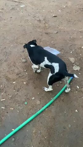 A black and white dog is in the dirt. A green hose is in the foreground. The dog is sniffing the ground.