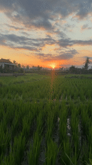 Rice paddies captured during sunset in Tegallalang, Indonesia