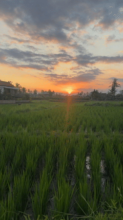 Rice paddies captured during sunset in Tegallalang, Indonesia