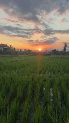 Rice paddies captured during sunset in Tegallalang, Indonesia