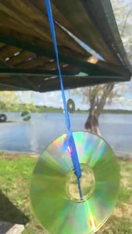 A close-up shot shows a yellow CD, suspended by a blue ribbon, hanging from a wooden overhang. The CD is tilted and shows some writing on its surface. In the background, a lake is visible with a tree on its right bank. Several other CDs are also hanging from the overhang in the distance. The scene appears to be outdoors on a sunny day, with green grass in the foreground.