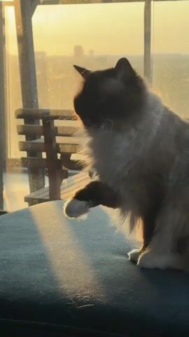 A fluffy cat with dark brown markings on its face and ears is grooming its paw. The cat is sitting on a dark blue cushion. Sunlight streams in from the right, illuminating the cat's fur and casting long shadows. In the background, out of focus, is a window with a view of a city skyline against a bright yellow sky, suggesting it is either sunrise or sunset. There is also a wooden structure, possibly part of a balcony or furniture, visible to the left. The cat is lifting its paw to its mouth and licking it.