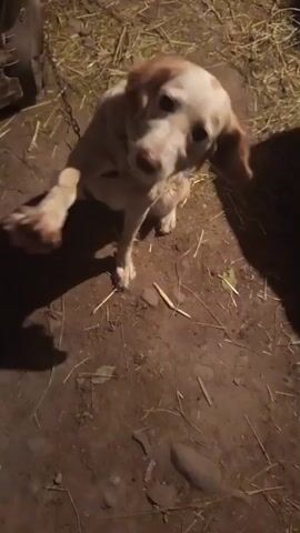 A light-colored dog, possibly a mixed breed with floppy ears, is in an outdoor, rural setting. The ground is dirt with scattered straw and some dry leaves. In the background, there's dry grass and what appears to be part of a metal object, possibly agricultural equipment. To the left, a dark, round object, possibly a barrel or tire, is partially visible.

The dog is the central subject, and it appears to be actively interacting with the viewer or handler. It is initially sitting, then rises onto its hind legs, paws extended, in a playful or attention-seeking manner. Its tail wags, and its ears are perked, suggesting excitement or happiness. The dog then lowers itself, shakes, and begins to sniff the ground. A blue tag or bandage is visible on its hind leg.

The lighting suggests it is either early morning or evening, given the shadows and overall dim illumination. The weather appears dry. The location context of Belovodskoe, Kyrgyzstan, indicates a rural or semi-rural environment. The overall mood is one of playful interaction with the animal. No visible text is present in the media.