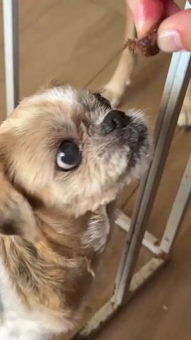A close-up shot captures a small dog with light brown and white fur, its large, dark eyes focused intently on something off-camera. The dog appears to be sitting or lying down, with its head tilted upwards. Its nose is wet and black, and its mouth is slightly open, revealing tiny teeth and a pink tongue. The dog's fur looks a bit disheveled, with some strands appearing darker and matted, possibly from being wet.

In the background, out of focus, a person's hand is visible, holding a small, dark piece of food or treat. Another finger from the same hand is gently touching the dog's nose or mouth area. A second dog, larger and with light brown fur, is visible further in the background, with only its hind legs and paws on the wooden floor.

The setting appears to be indoors, with a light brown wooden floor and white metal structures that seem to be part of a cage or furniture. The lighting suggests it could be daytime, with natural light illuminating the scene. The overall impression is one of interaction between a person and a dog, likely during a feeding or training session, with the dog showing eager anticipation.

There is no visible text in the media file. The location context provided is "Aguadulce, Spain."