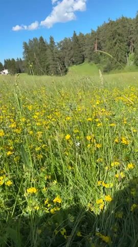 The video captures a close-up view of a meadow filled with tall green grass and numerous small yellow flowers. The camera pans slightly, focusing on a single white flower with five petals nestled amongst the greenery. The background shows a gentle slope covered in more yellow flowers and grass, leading up to a dense forest of green trees under a bright blue sky with scattered white clouds. The scene appears to be a natural outdoor environment during the daytime.