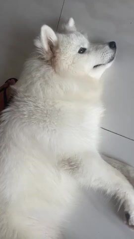 A fluffy white dog is lying on a tiled floor. The dog is looking up and to the right. The dog's ears are perked up. A brown flip-flop is lying next to the dog's hindquarters on the left side of the frame. The floor is light gray and tiled. The lighting is bright and even.
