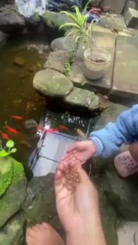 A person is feeding fish in an outdoor pond. The pond is surrounded by rocks, some of which have moss on them. There's a small plant in a pot near the pond. The fish are mostly orange. The person is barefoot and wearing a blue sweater. They hold a handful of brown pellets and sprinkle them into the water. Ripples appear on the water's surface as the fish eat.