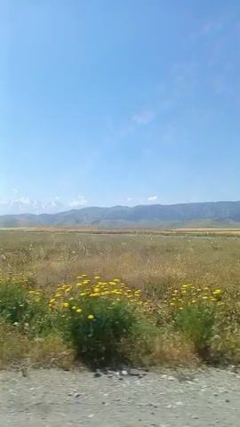 This is a video taken from a moving vehicle, likely a car, as indicated by the shaky camera movement and the perspective. The video shows a rural landscape with fields of wheat or similar crops, with some patches of green grass and yellow wildflowers. In the foreground, there is a dirt or gravel road. In the distance, mountains are visible under a clear blue sky with some wispy clouds. There is a blue plastic bottle lying on the side of the road. The sun appears to be shining brightly, suggesting it is daytime. There are no people visible in the video.