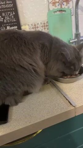 A gray cat is eating from a metal bowl on a countertop. The cat is positioned with its head down in the bowl, and its body is curved. The countertop appears to be speckled with gray and beige flecks. In the background, there is a green cutting board and a faucet. There is also a sign with writing on it, but the text is not clearly legible. The lighting suggests an indoor environment, possibly a kitchen.